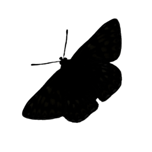 Duke of Burgundy
