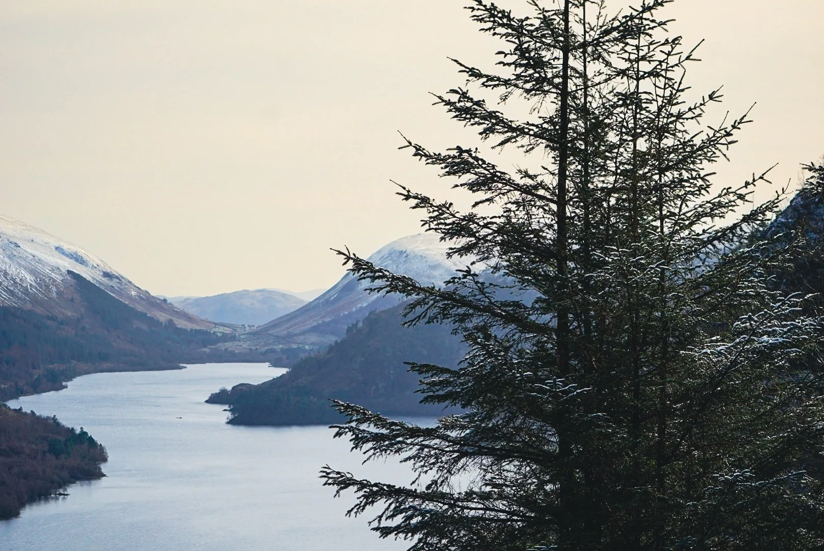The lake and the fir.jpg