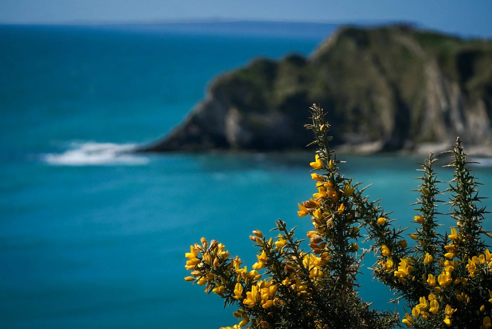 Coastal gorse.jpg