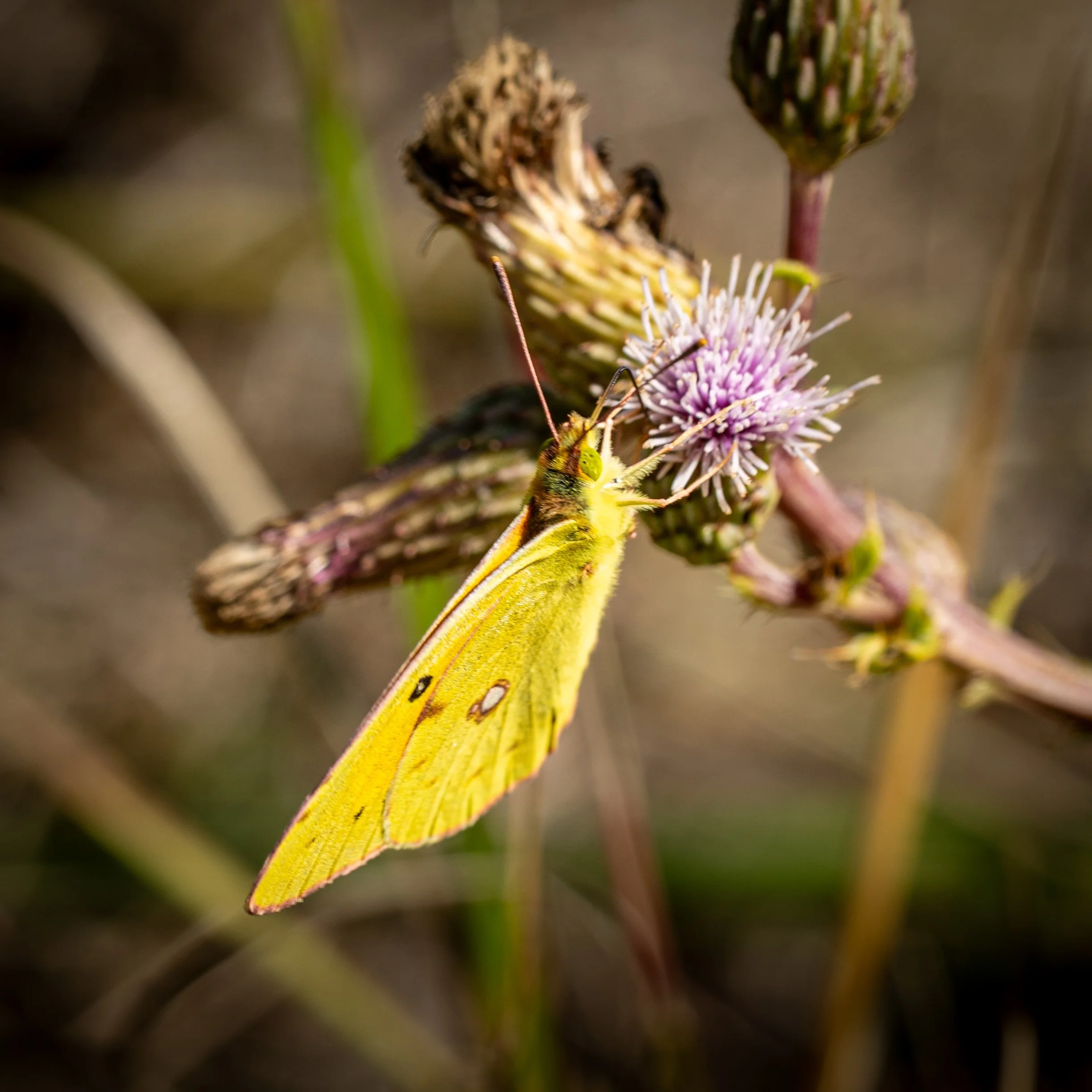 Clouded Yellow