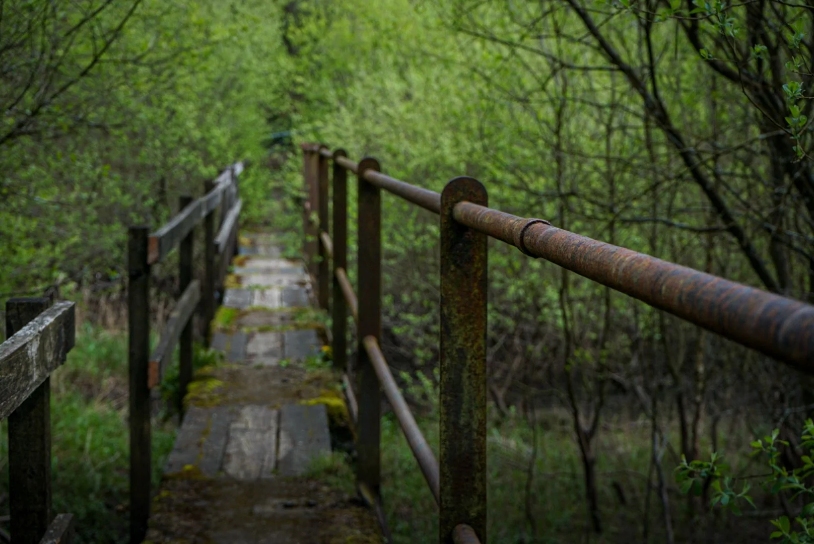 Forest walkway.jpg