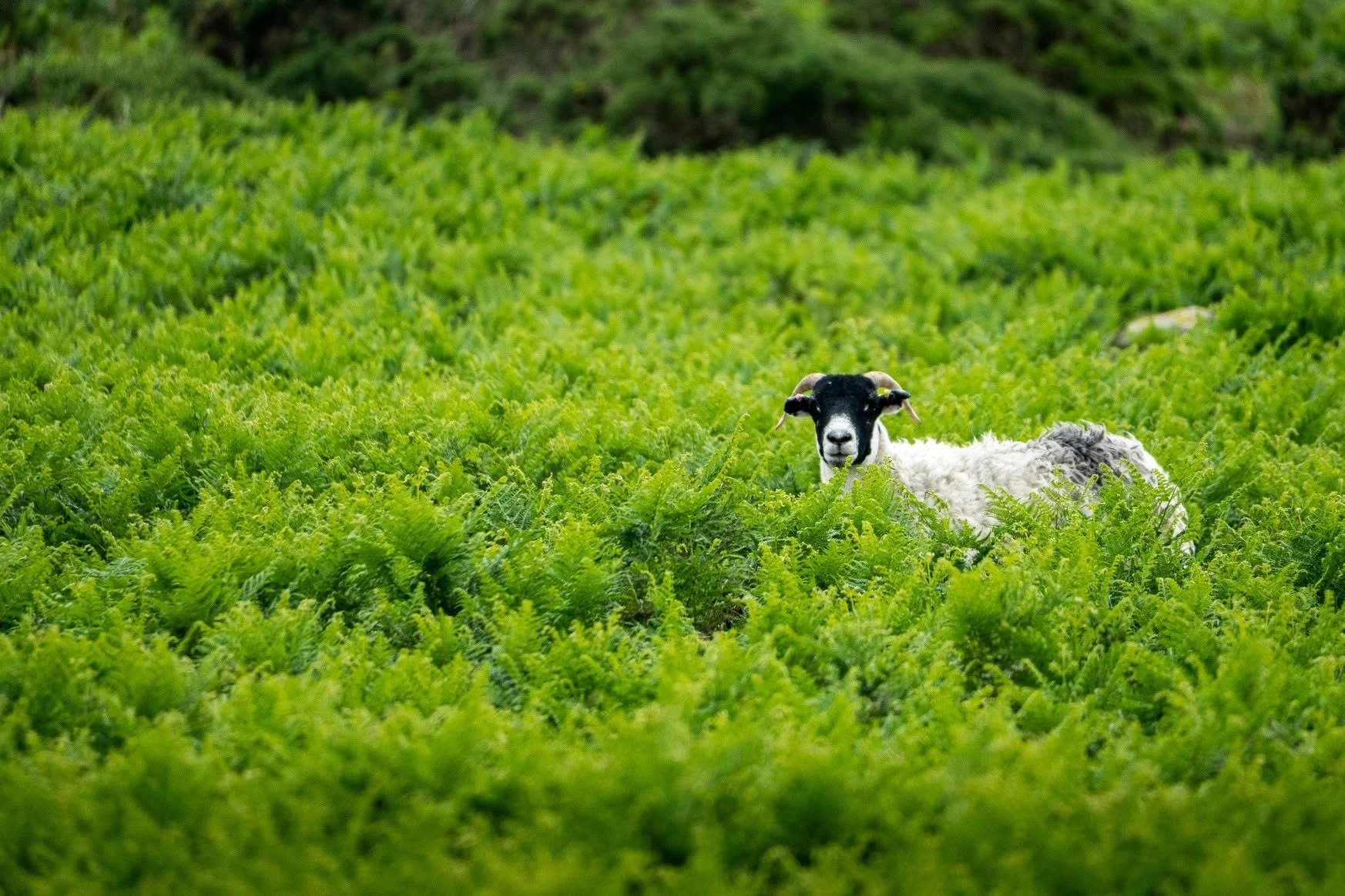 Sheep in the bushes.jpg