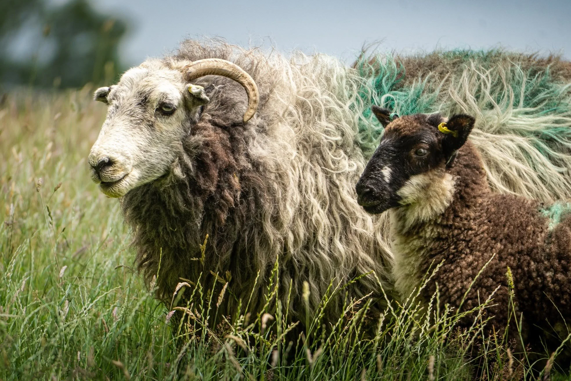 Sheep pair.jpg