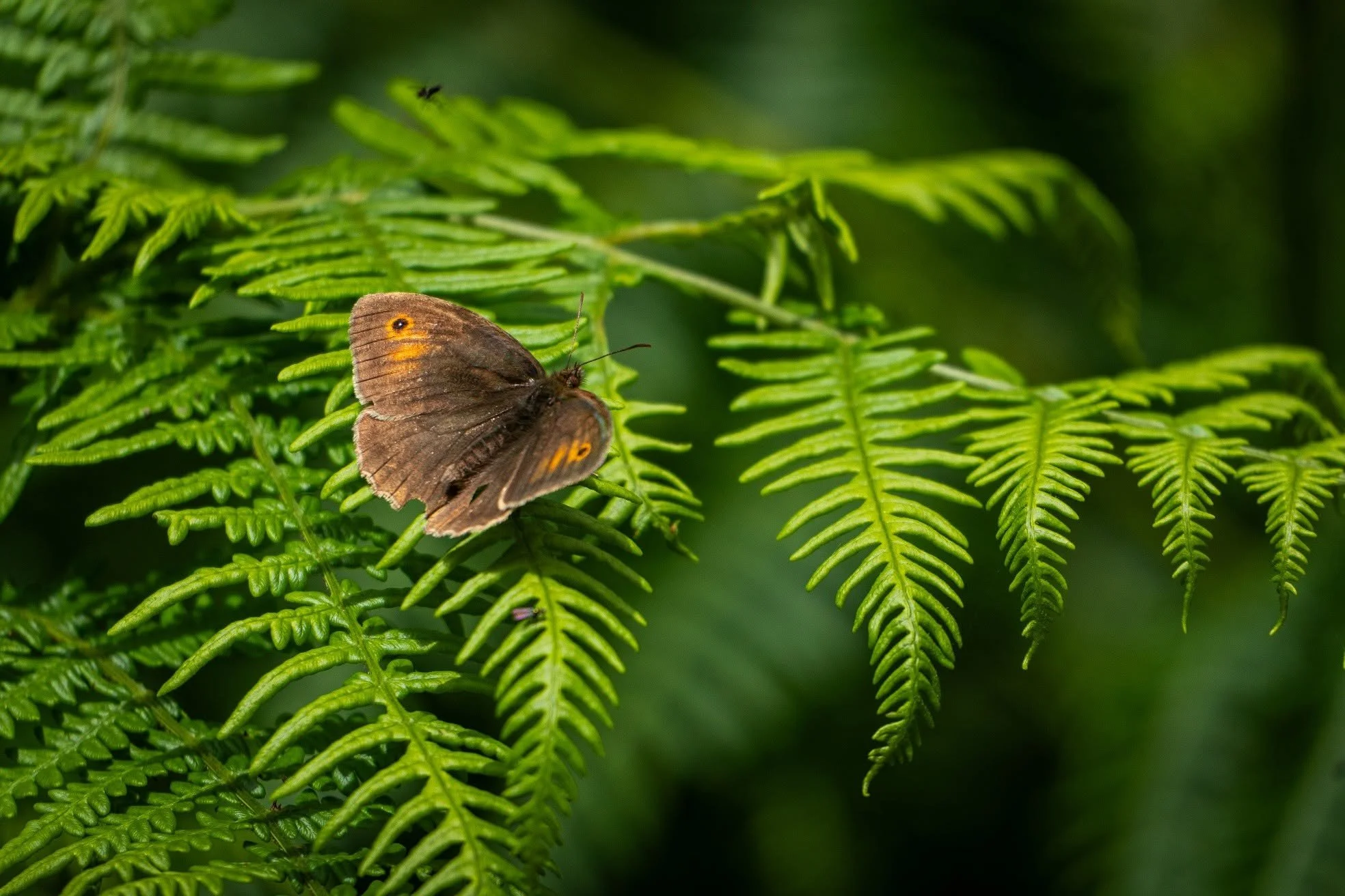 Meadow Brown.jpg
