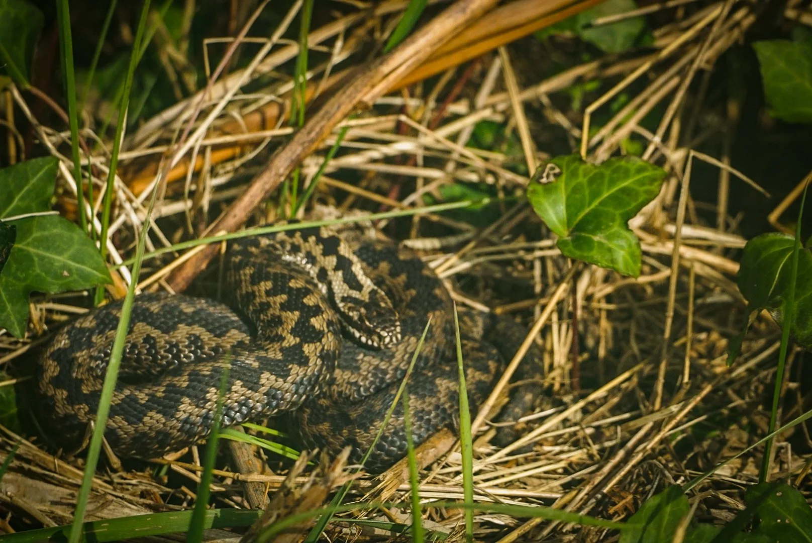 The Adder.jpg