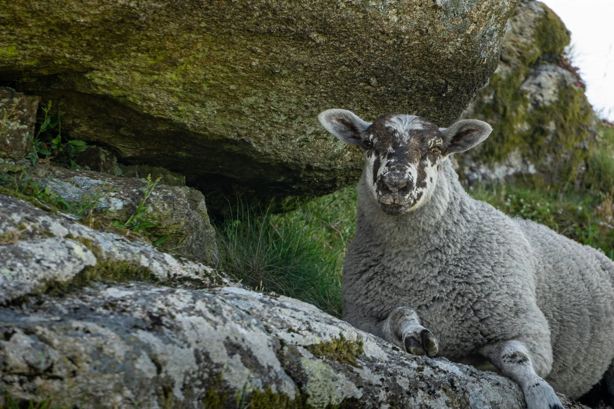 Resting Sheep.jpeg