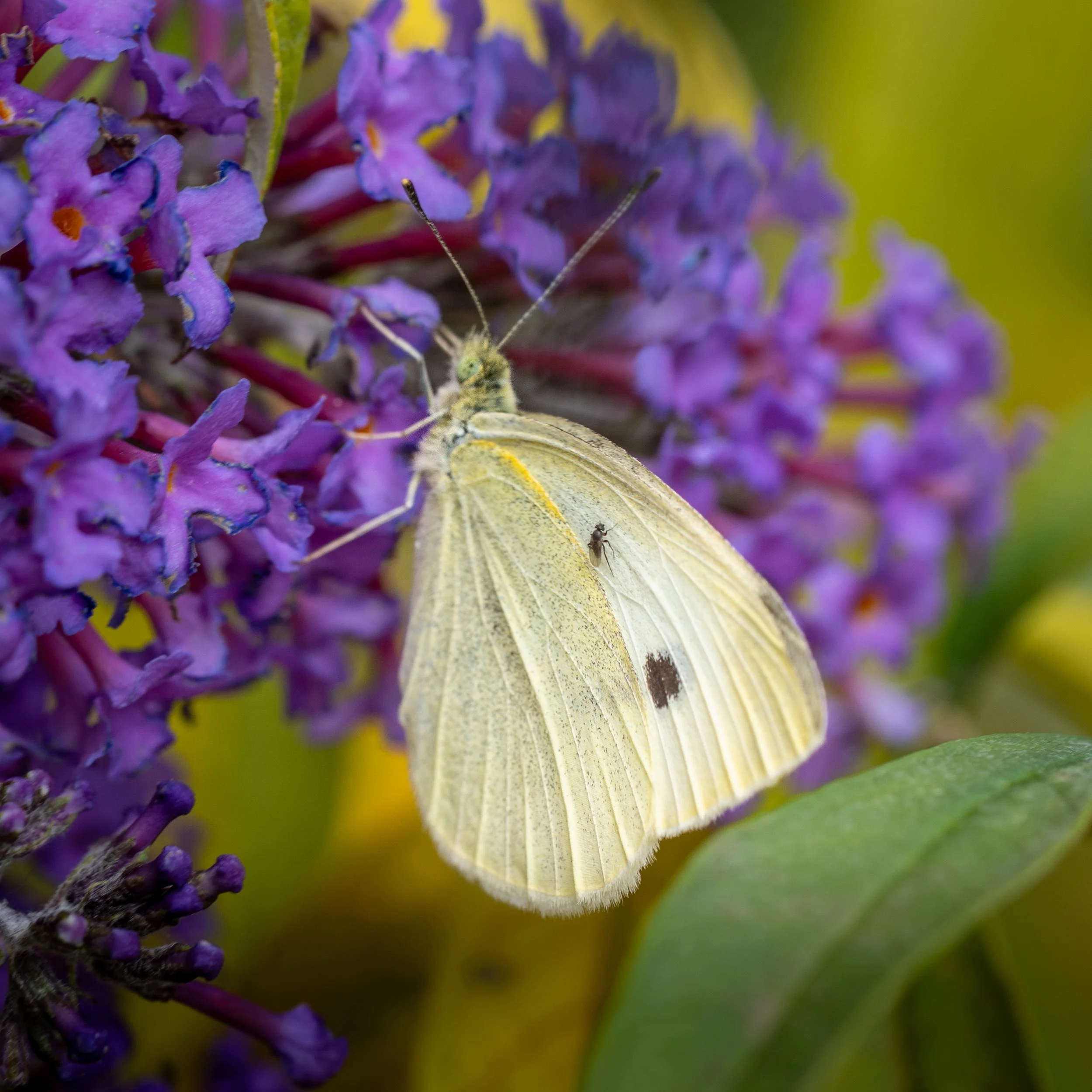 Brimstone
