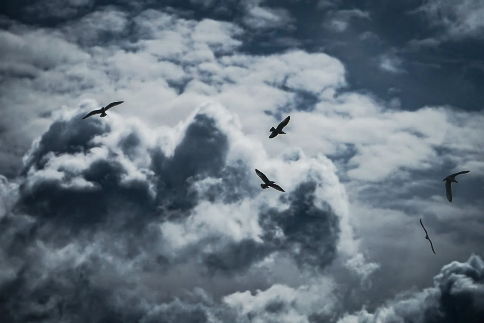 Gulls.jpg
