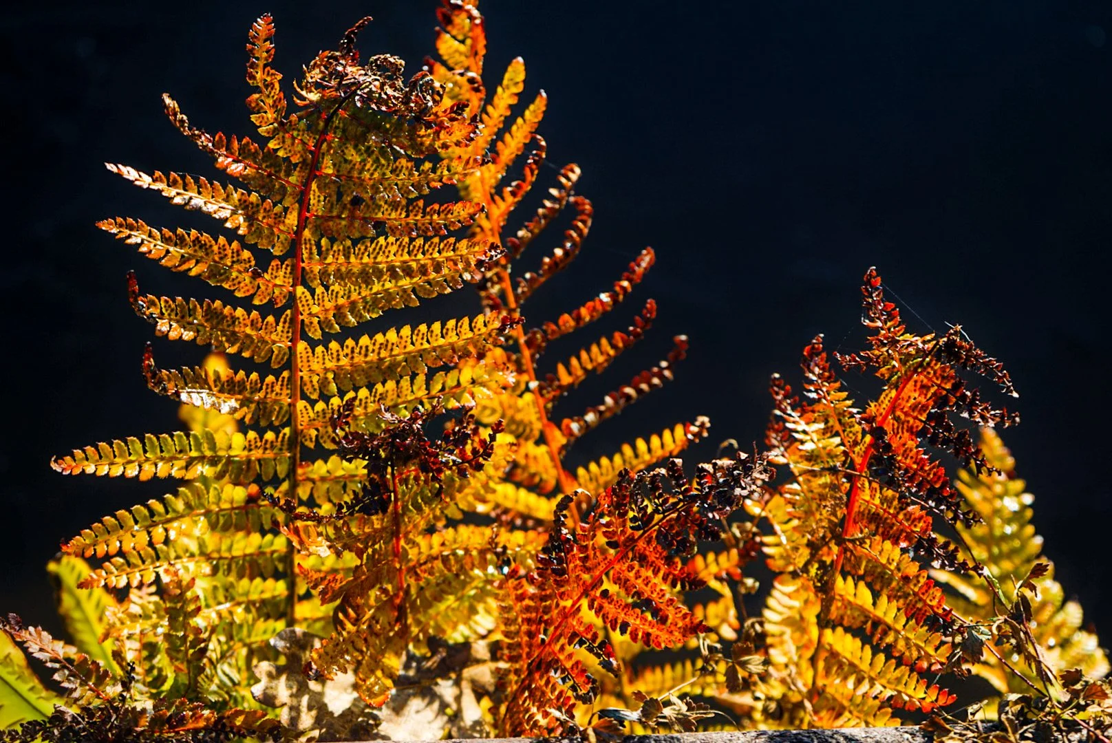 Sunlit ferns.jpg