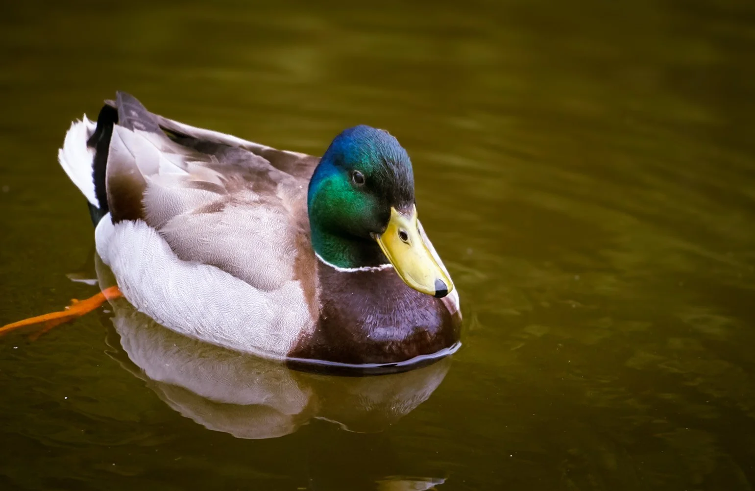 Solitary duck.jpg