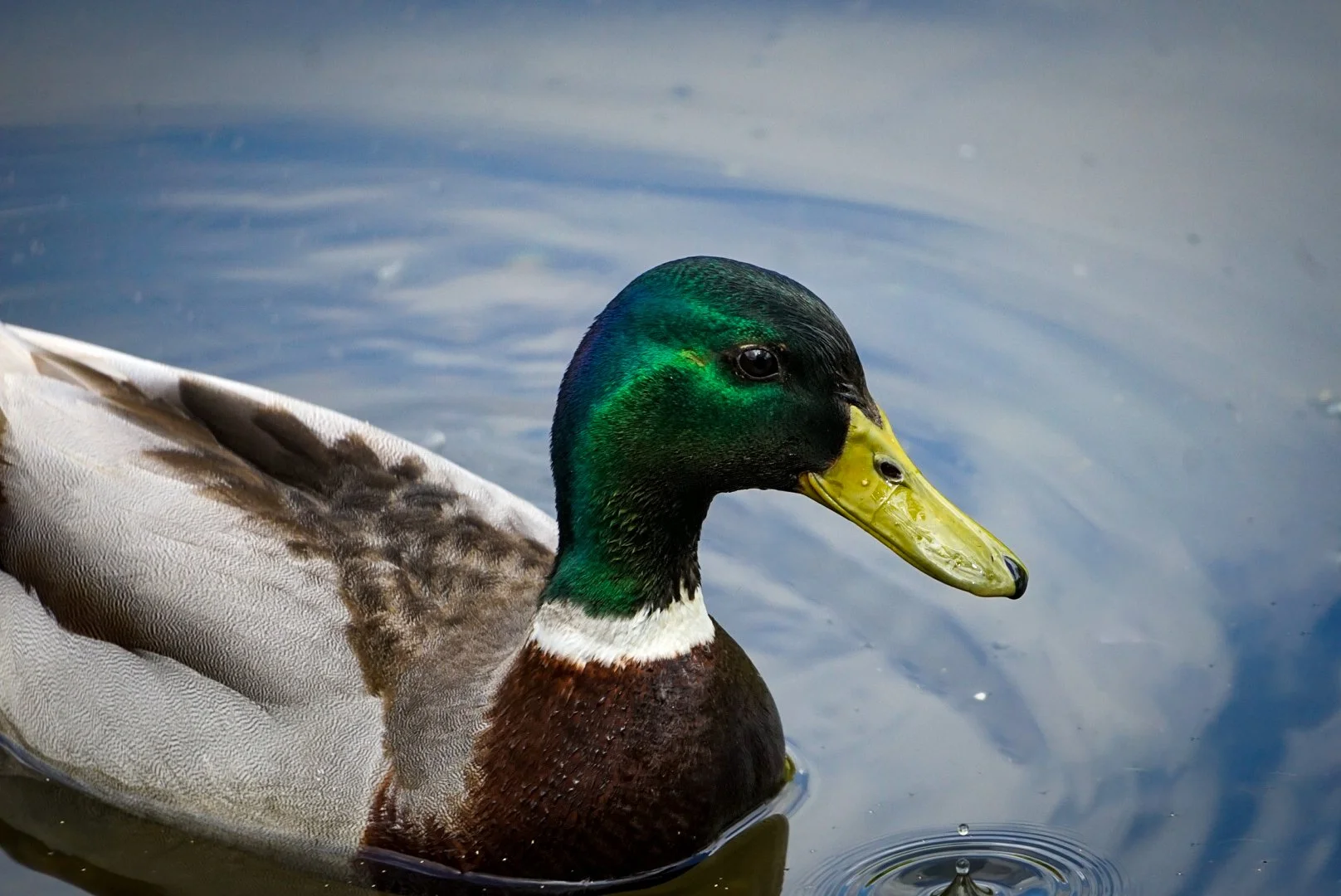 Duck after a drink.jpg