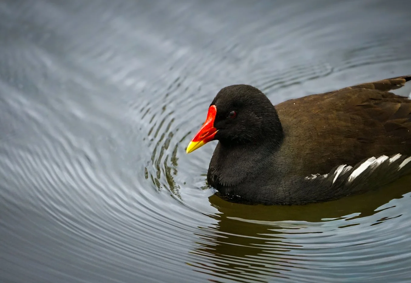 Moorhen.jpg