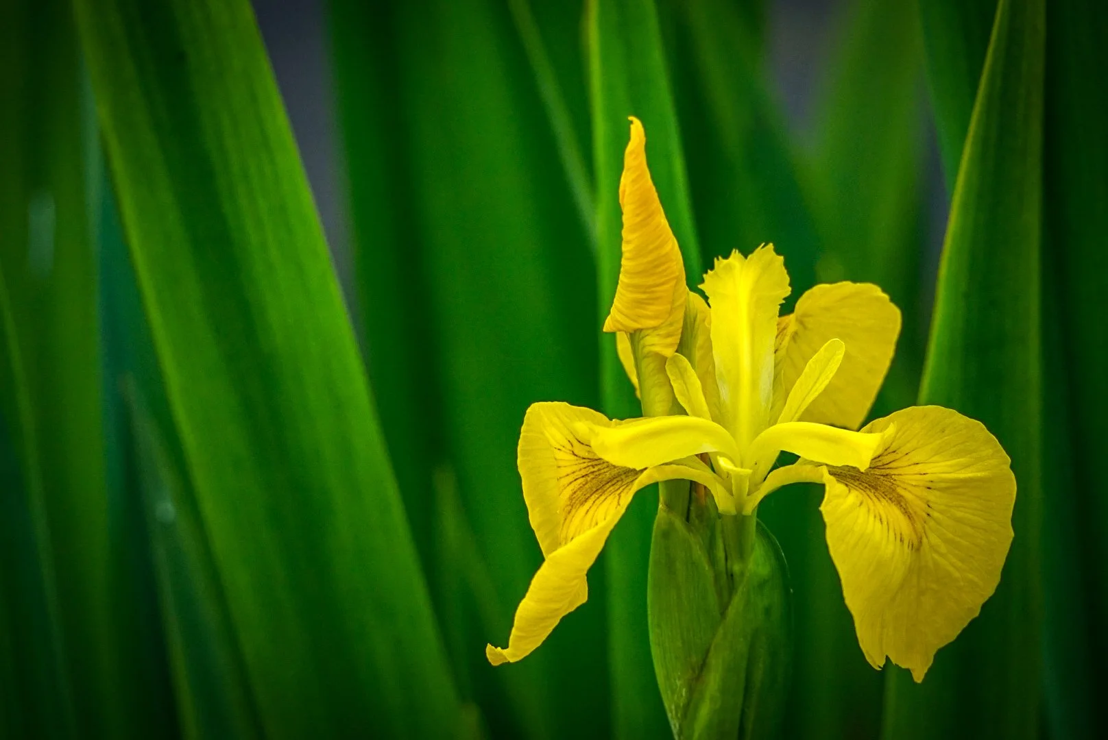 Unfurling flower.jpg