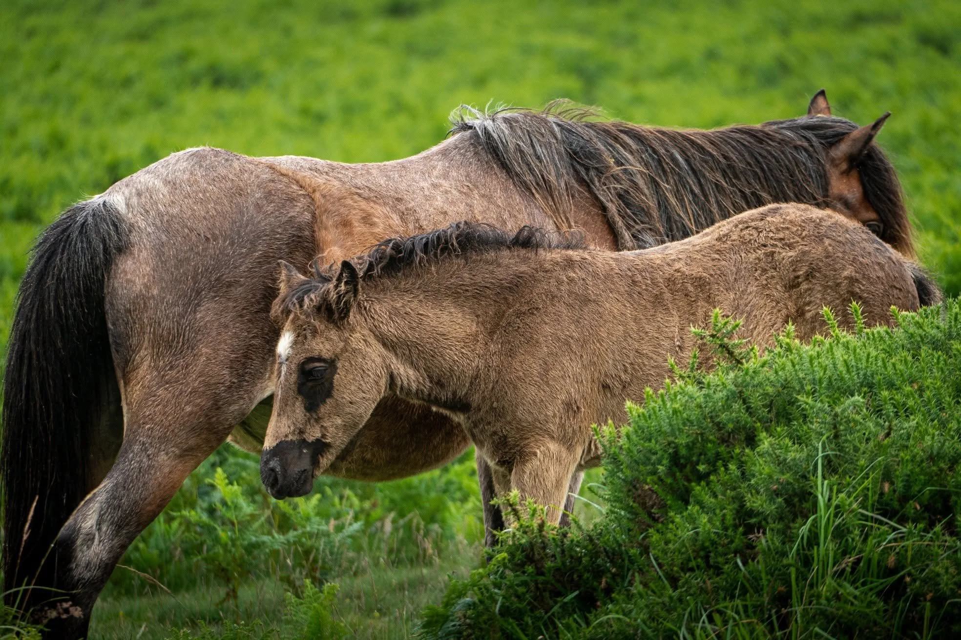 Horse Pair.jpeg