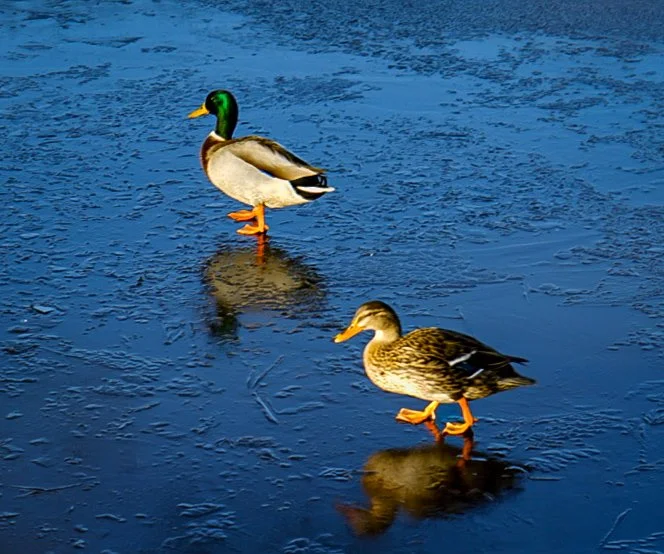 Ducks on the ice.jpg