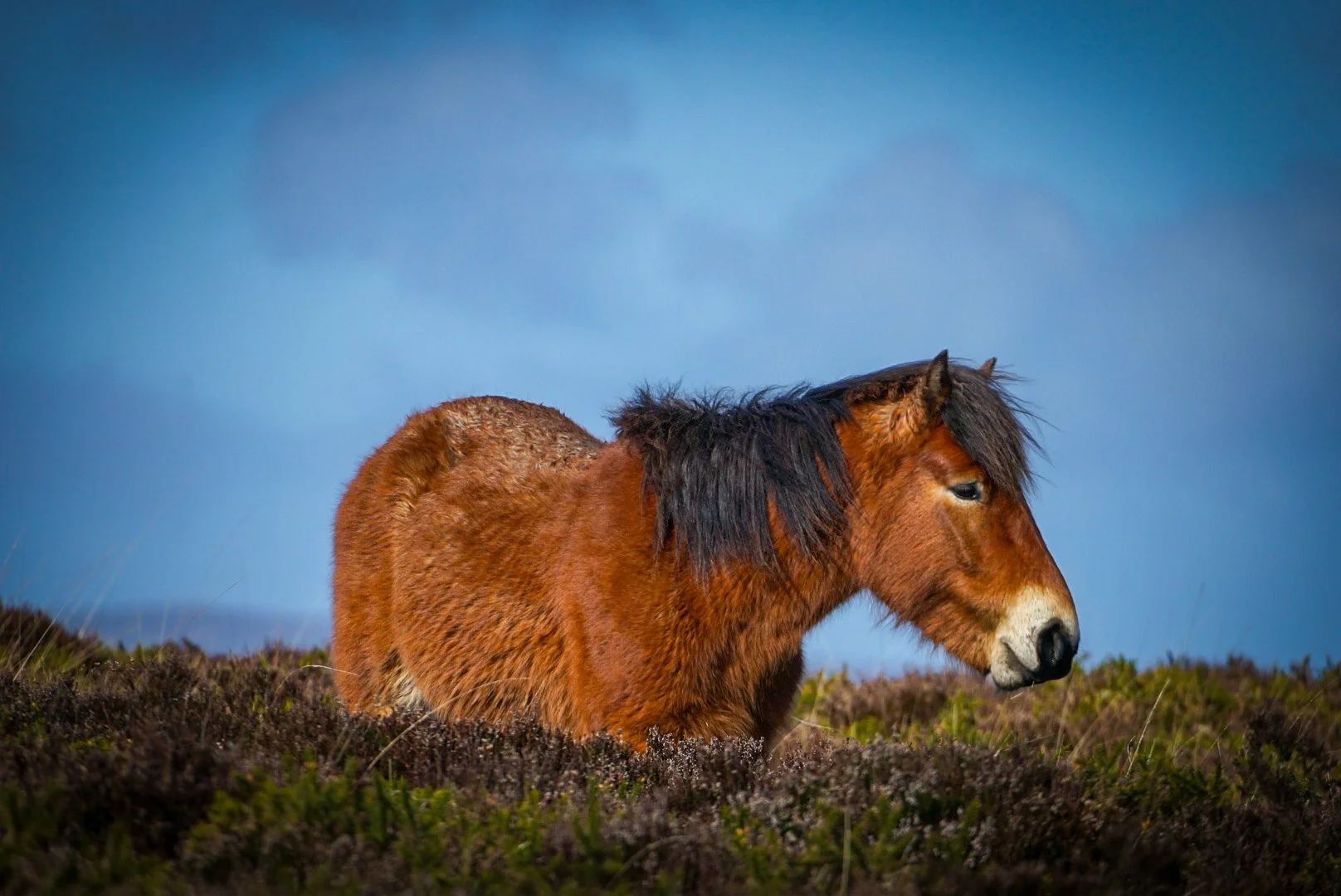 Pony on the moor.jpg