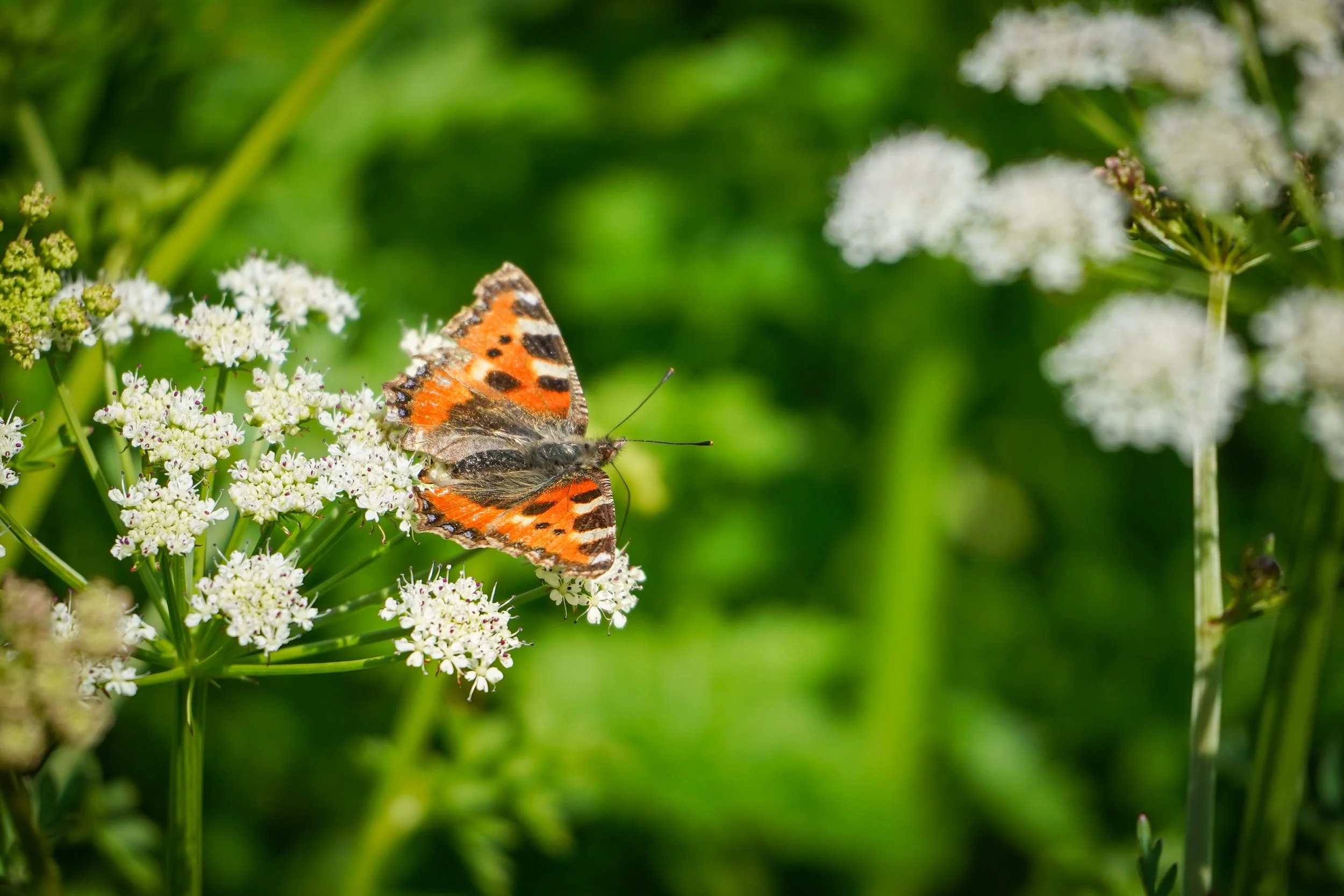Red Admiral.jpg