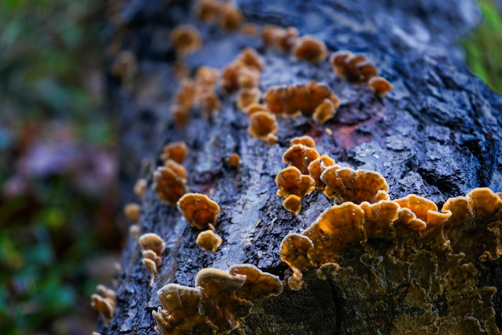 A trail of orange.jpg