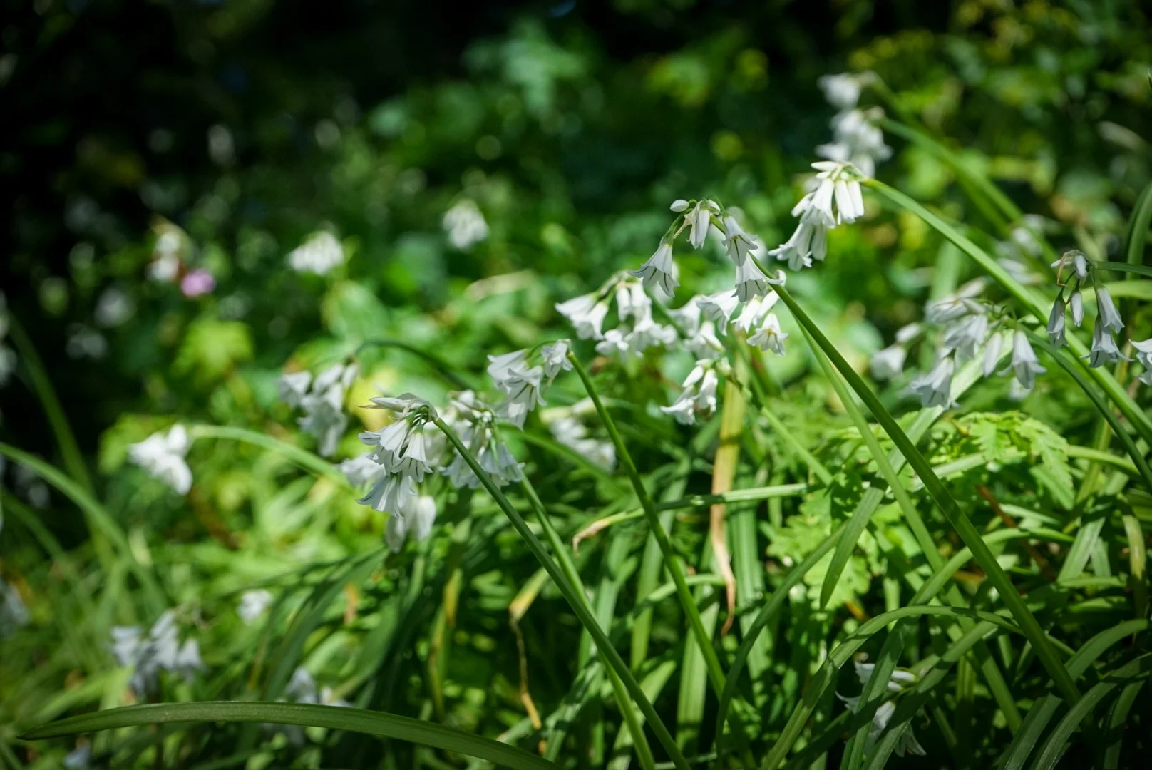 Snowdrop valley.jpg