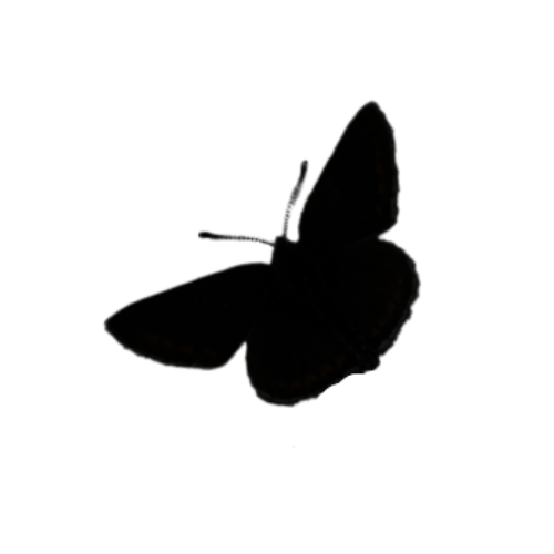 Brown Argus