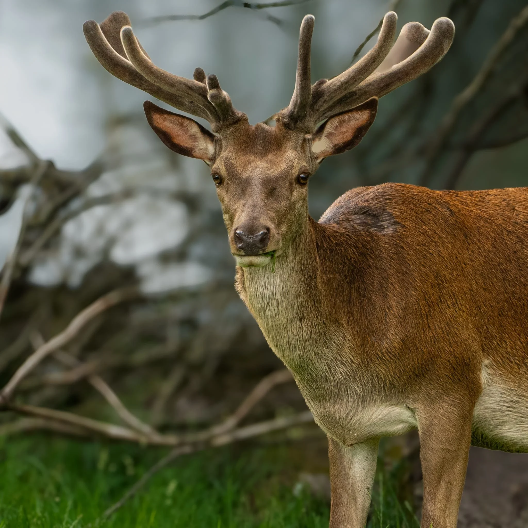 Young Deer.jpeg
