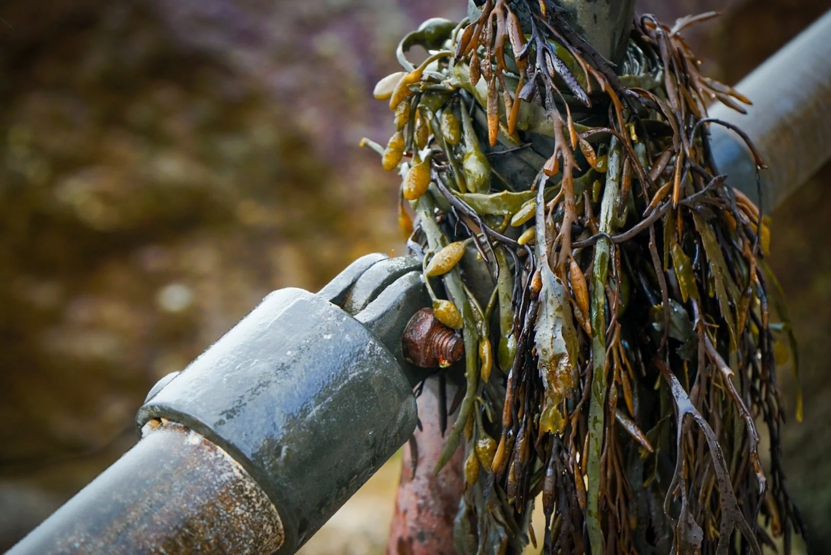 Seaweed.jpg