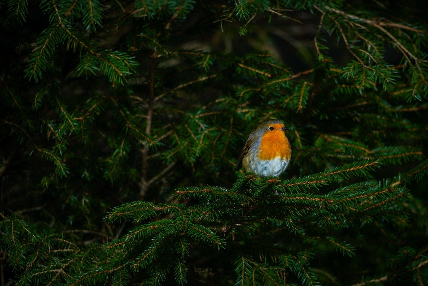 Future Christmas Card.jpg