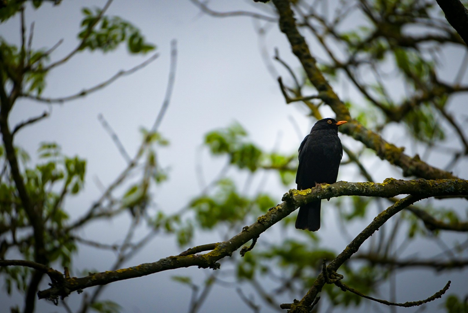 Perched.jpg