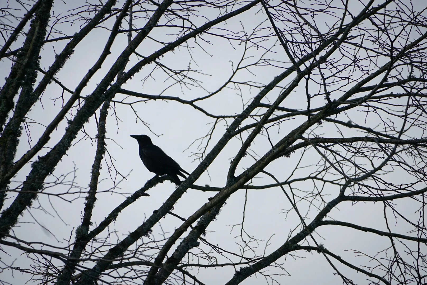 The raven.jpg