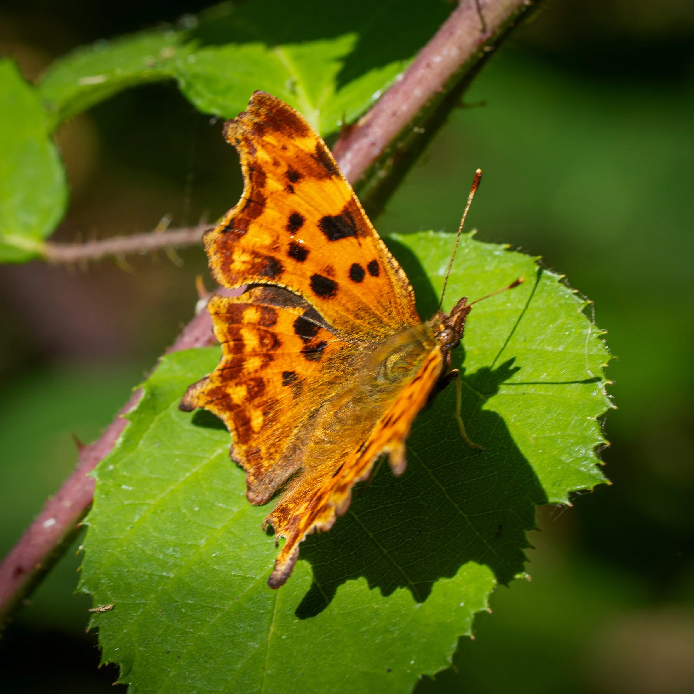 Comma