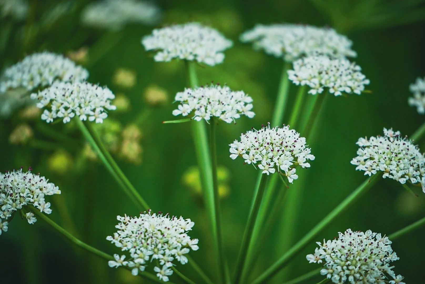 Cowparsley.jpg