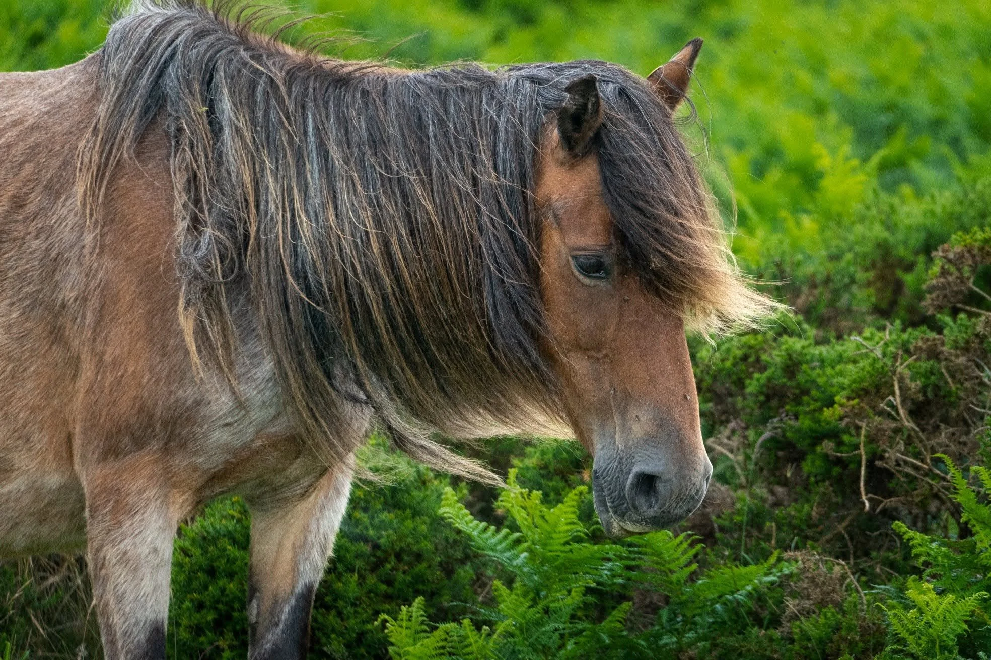 Solitary Pony.jpg