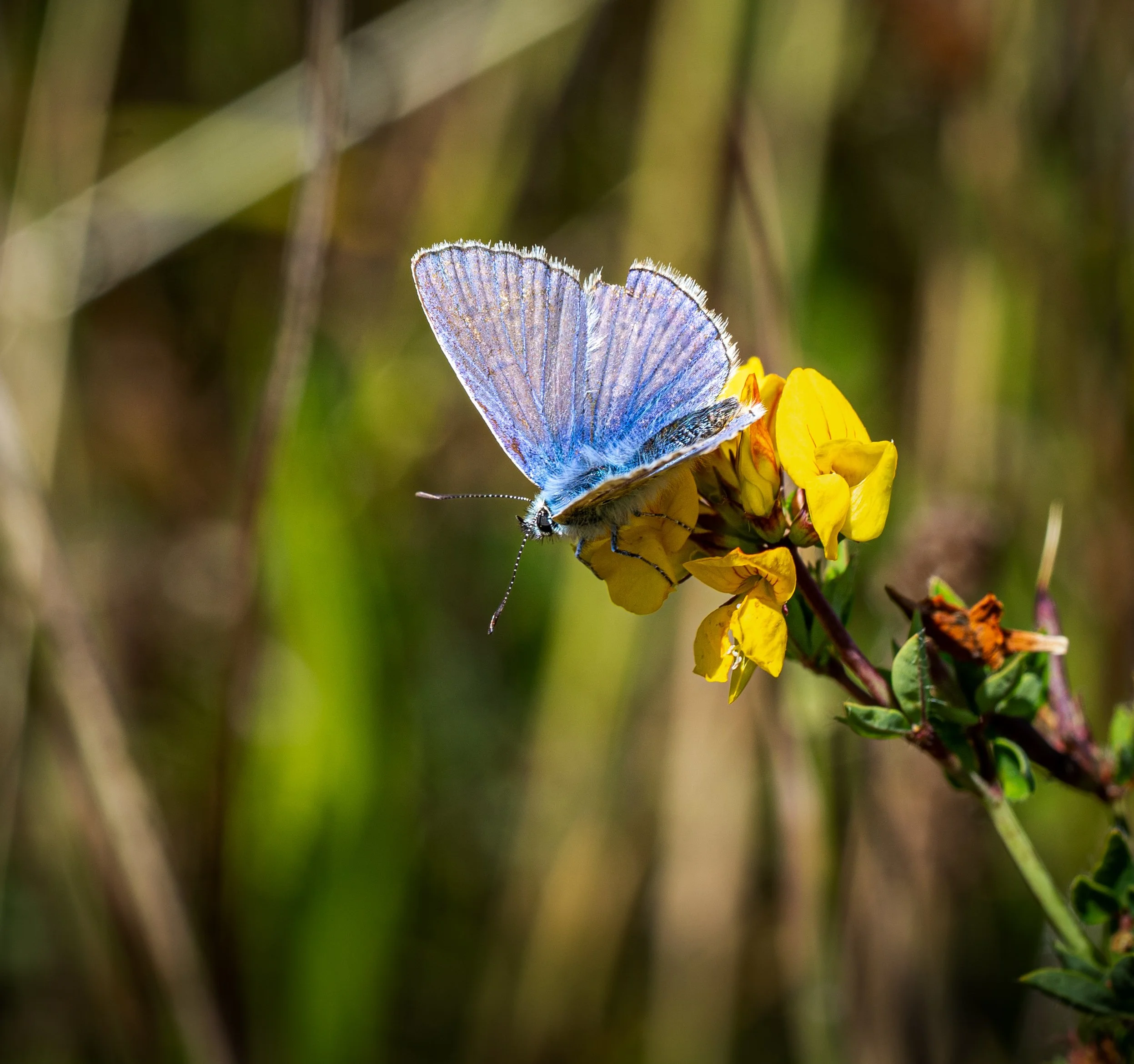 Common Blue