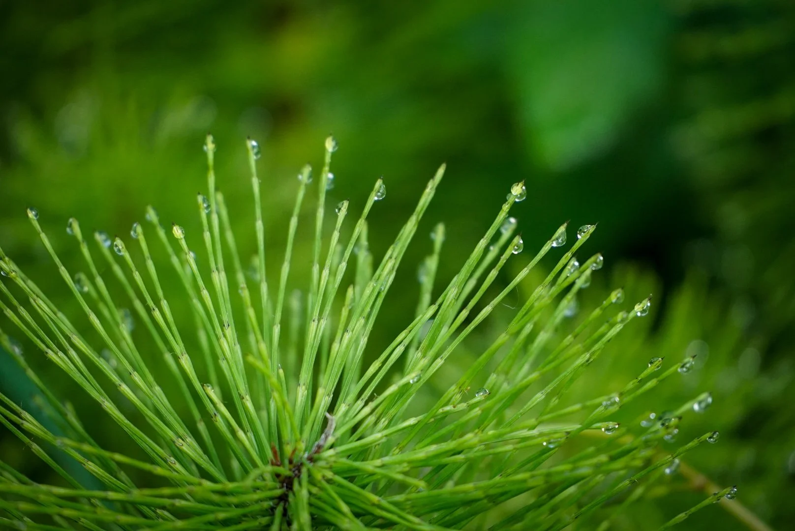 Morning Dew.jpg