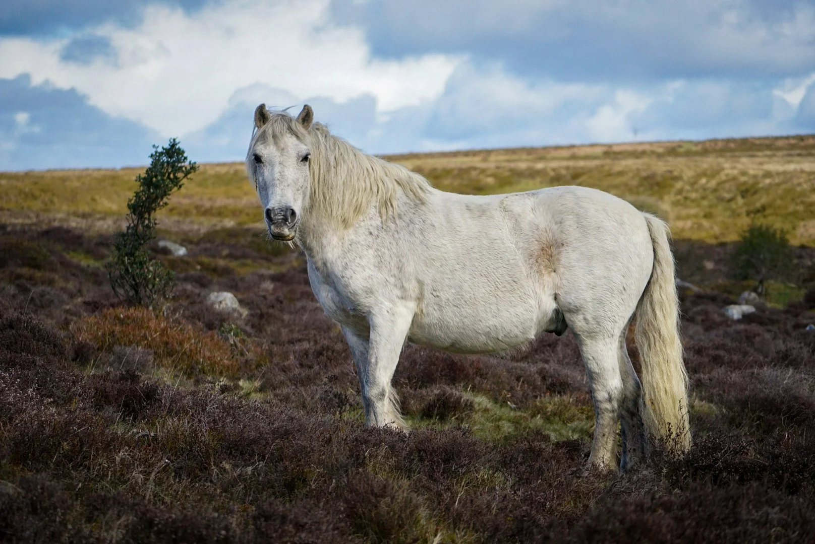 The white mare.jpg