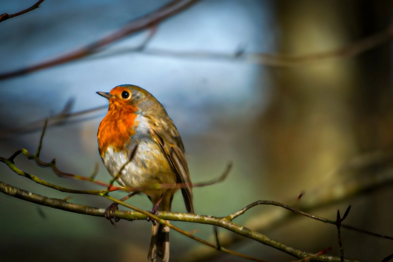 Morning robin.jpg