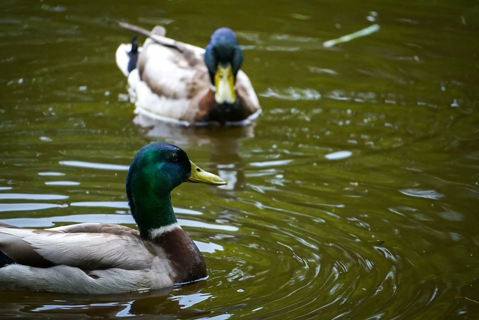 Pair of Ducks.jpg