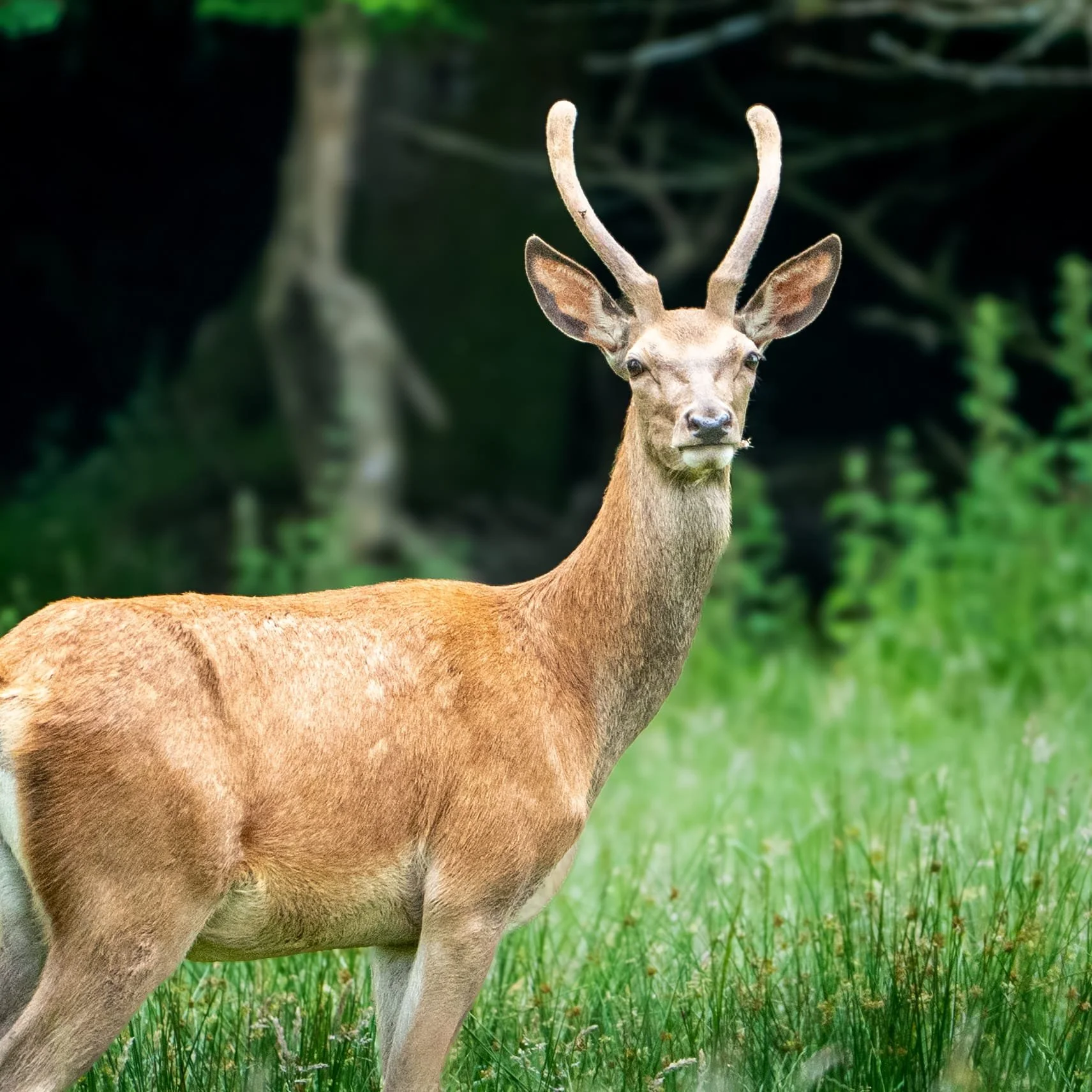 Inquisitive Stag.jpeg