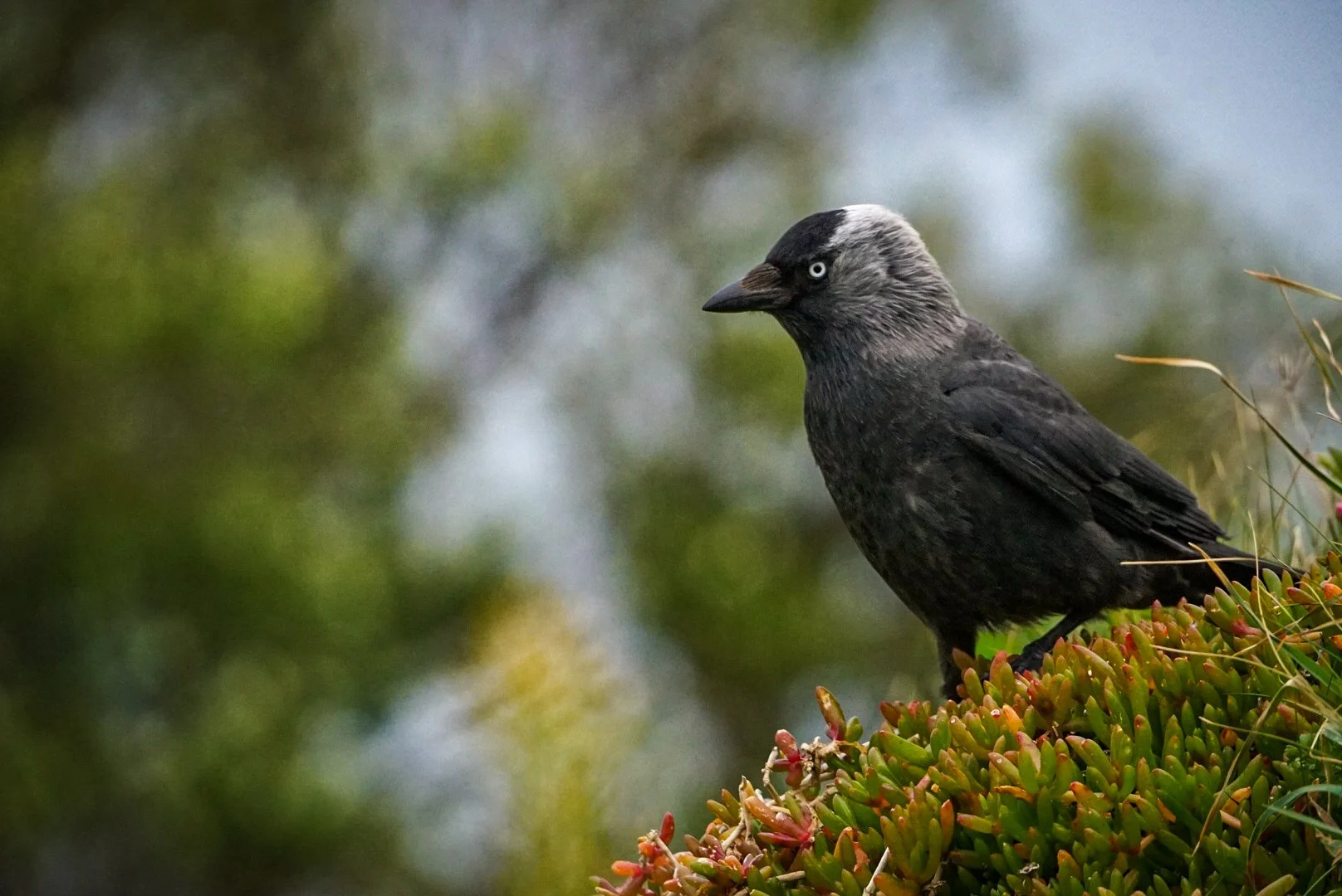 The friendly Jackdaw.jpg