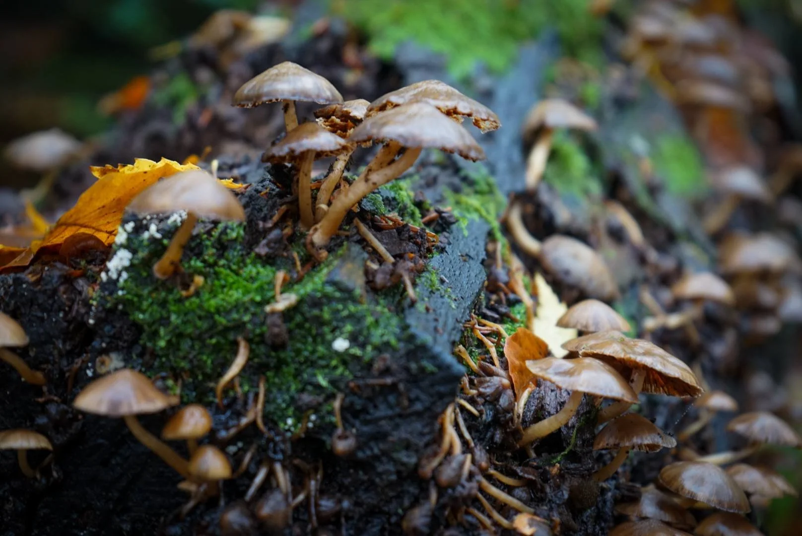 Mushroom paradise.jpg