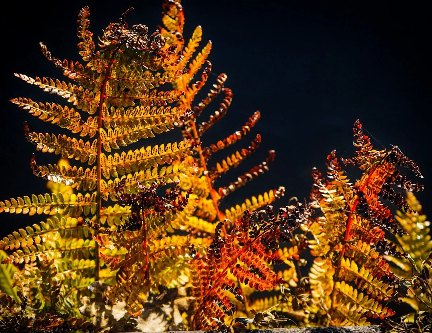 Ferns in the sun.jpg