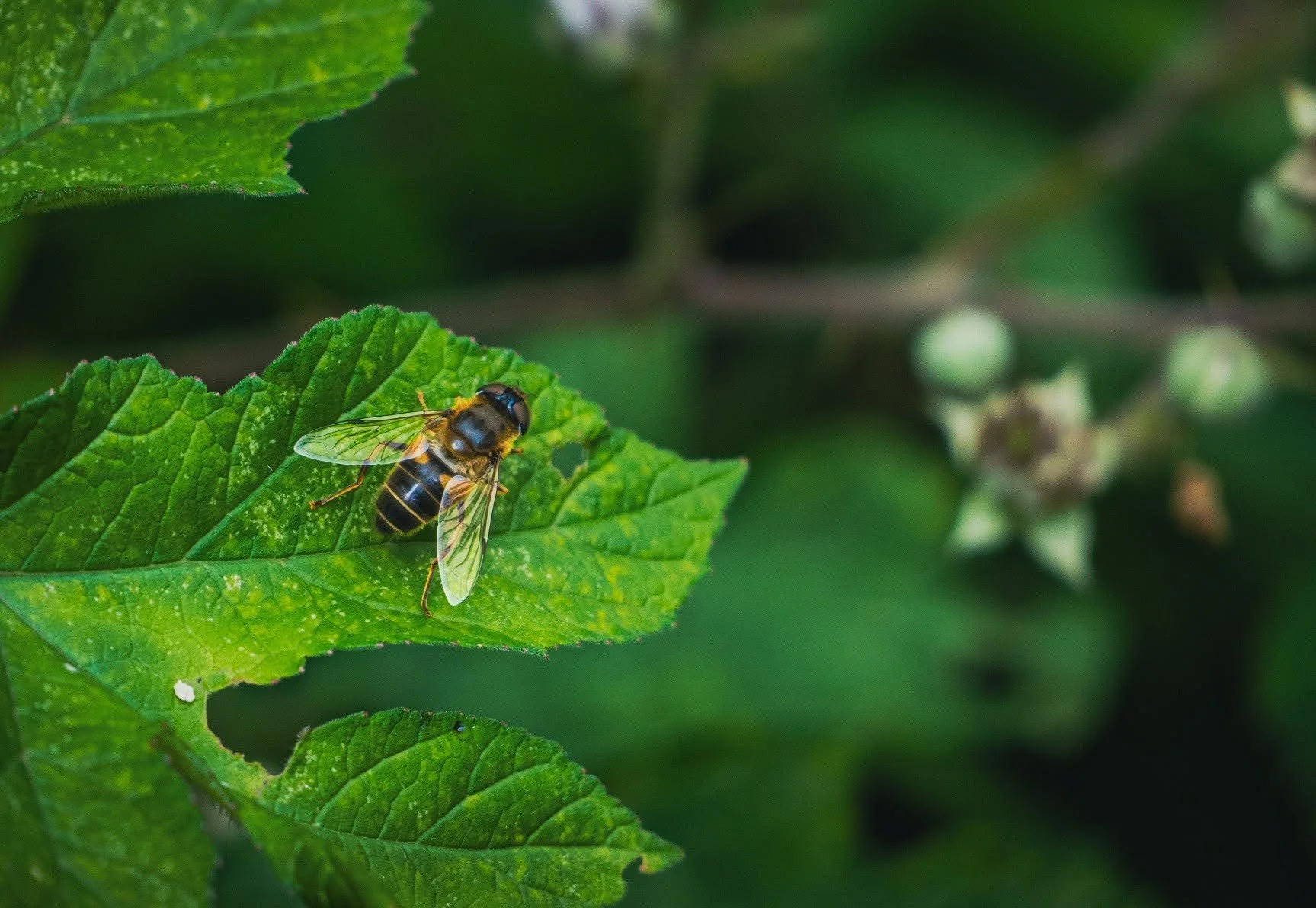 Honey Bee.jpg