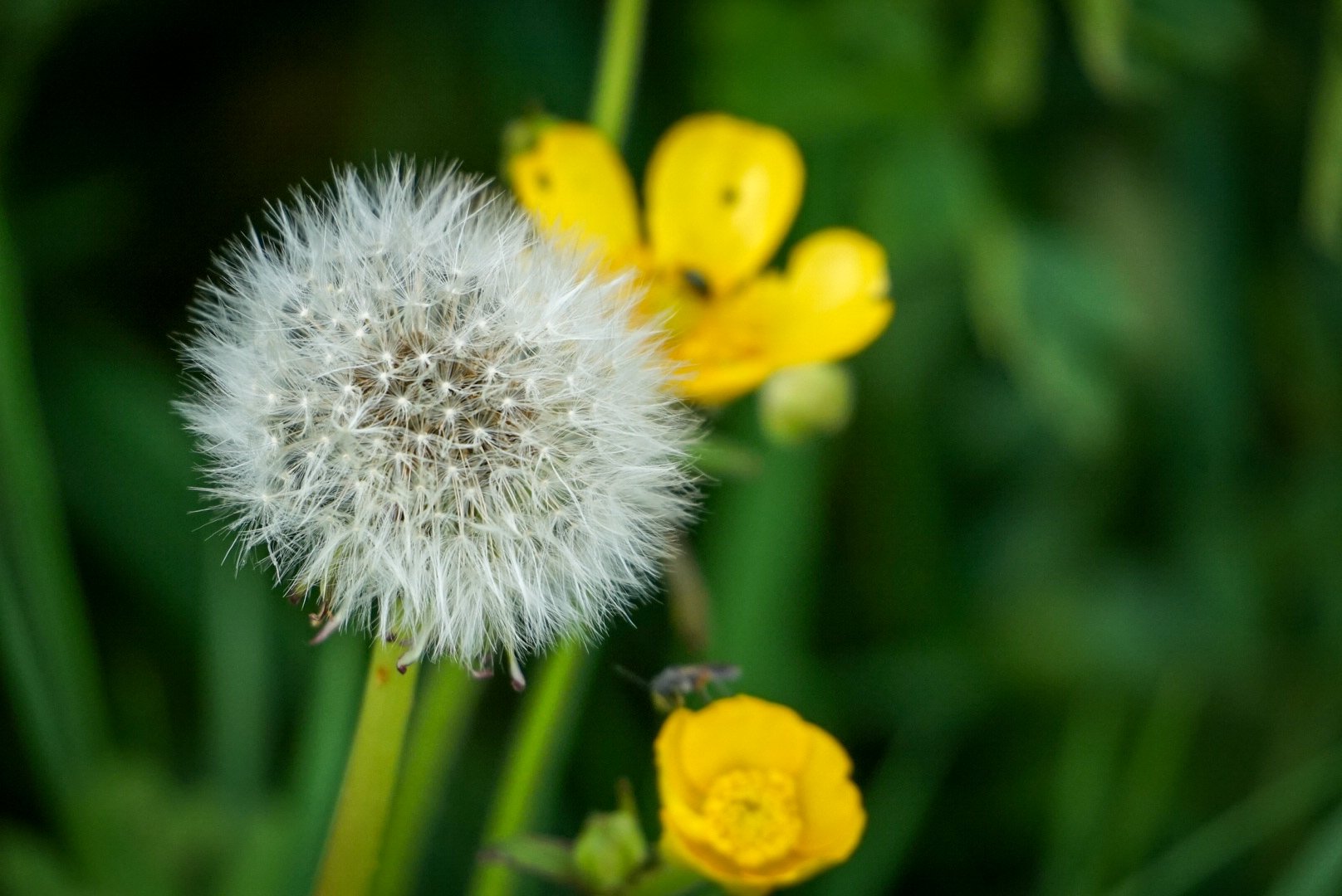Spring Flowers.jpg