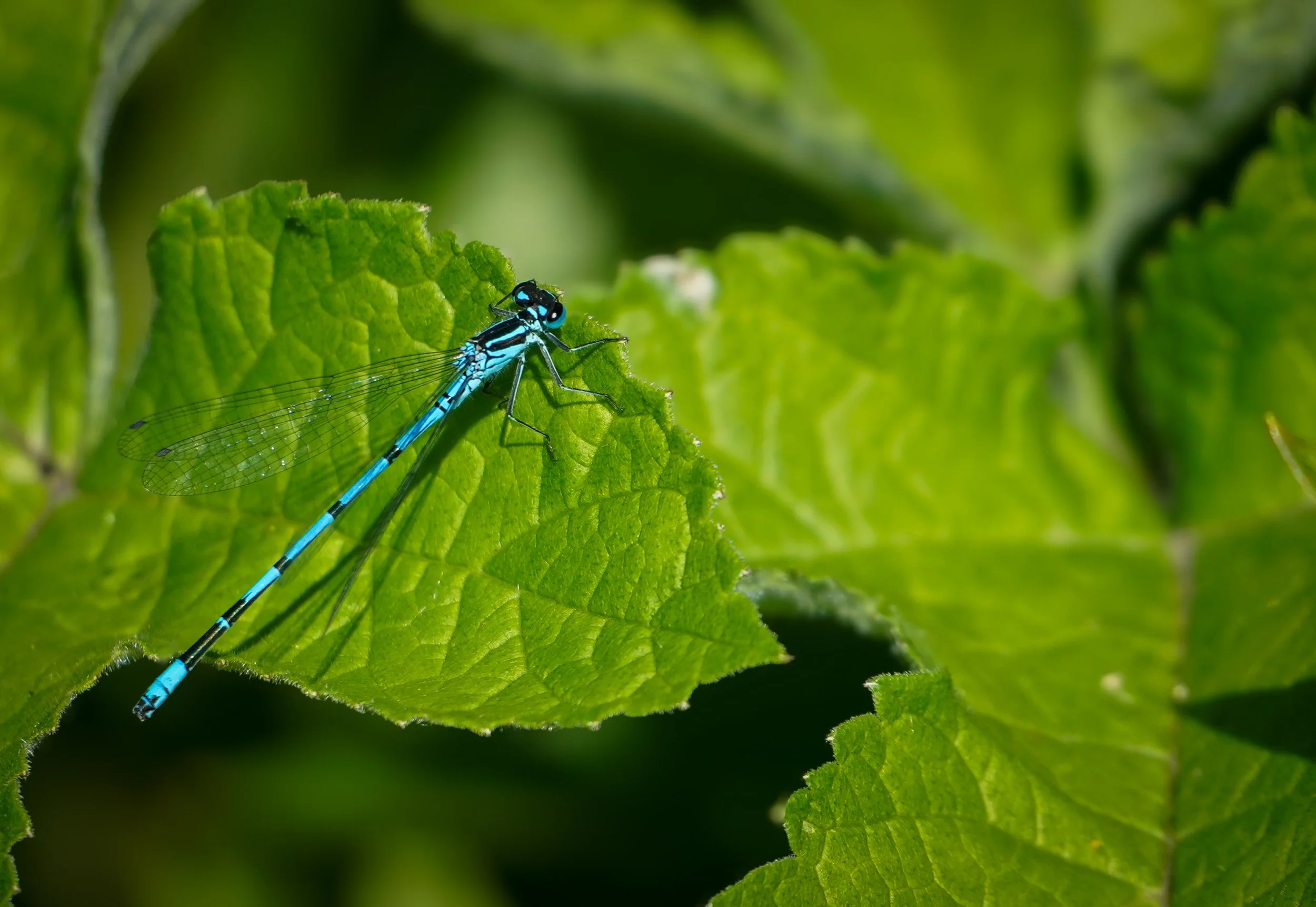 Damselfly.jpg