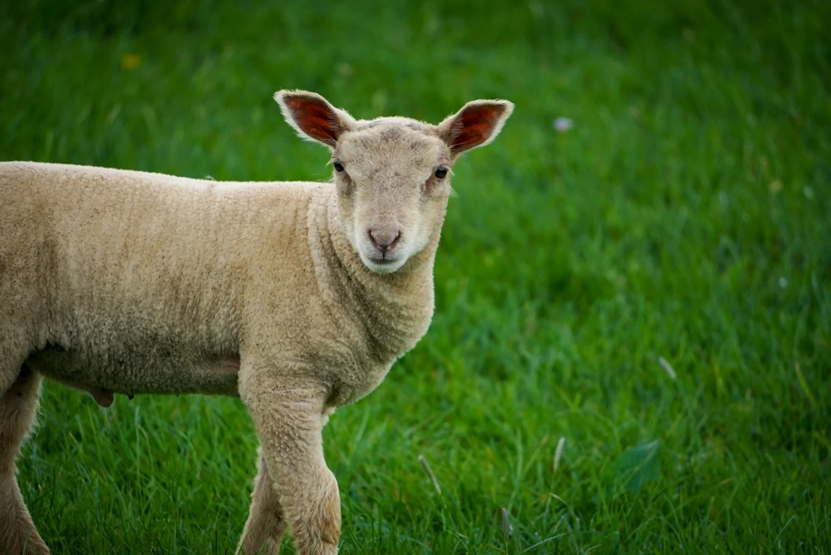 Spring Lamb.jpg