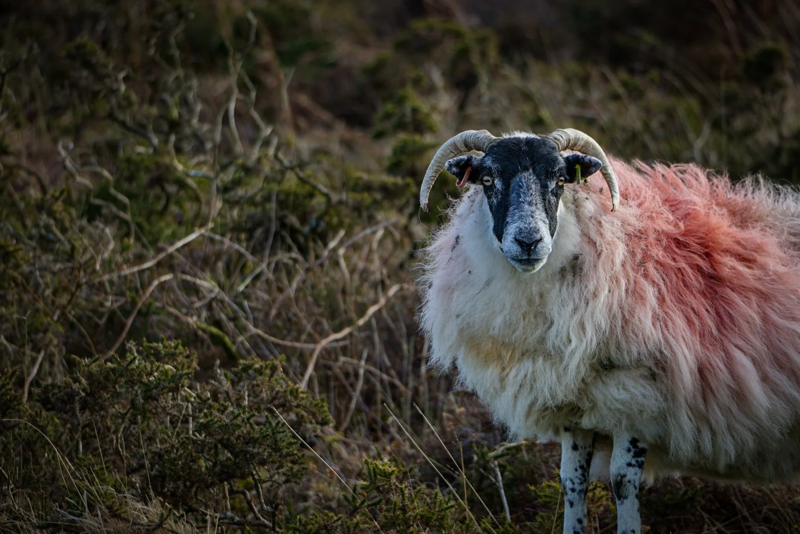 Leader of the flock.jpg