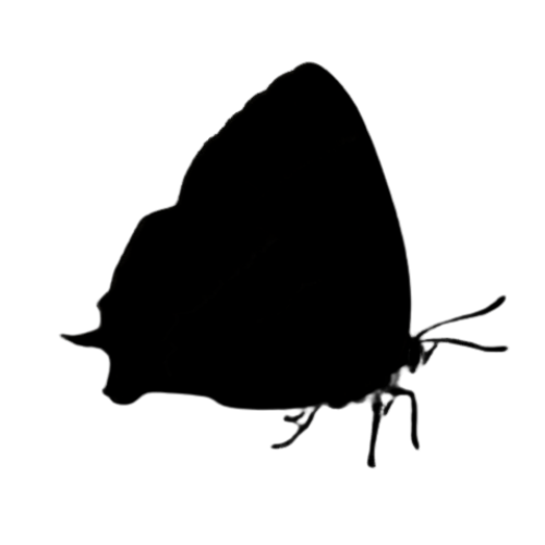 Brown Hairstreak