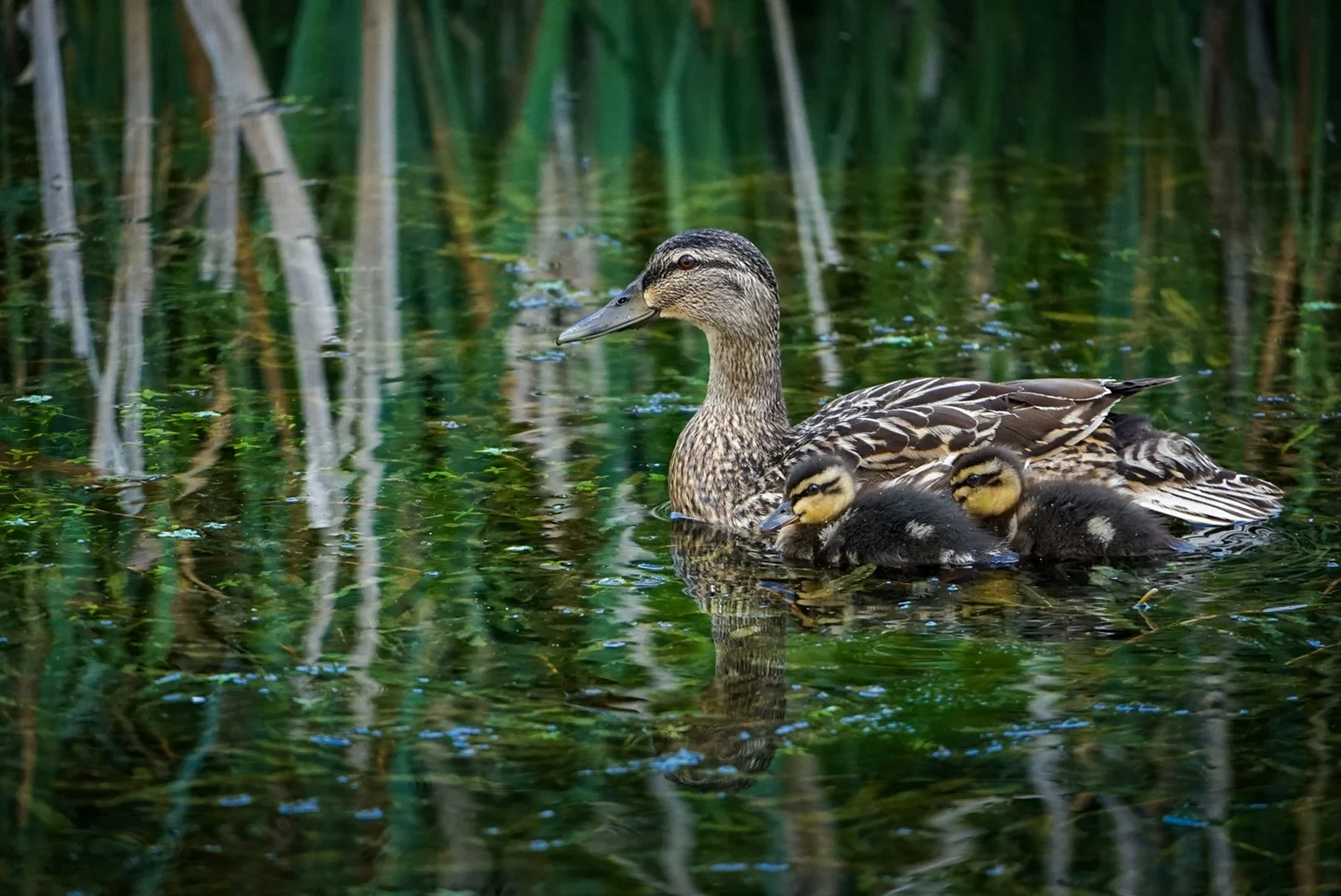 Duck and Ducklings.jpg