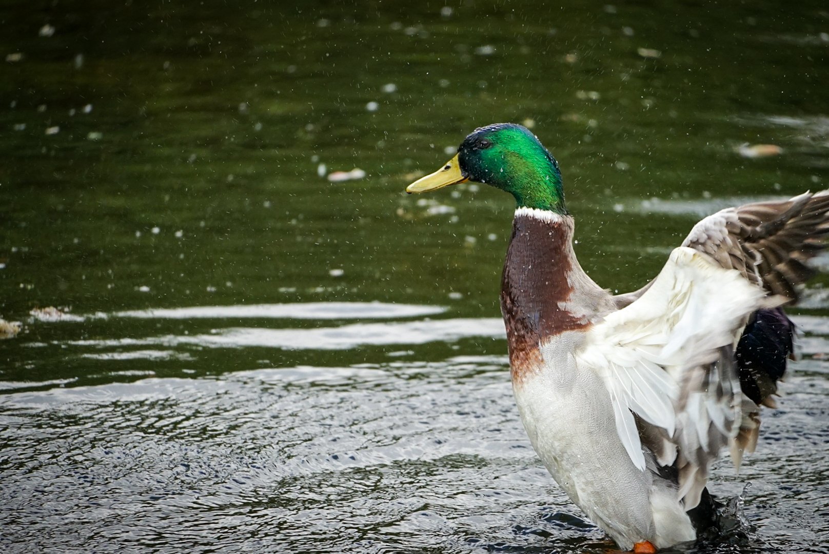 Mid Flap.jpg