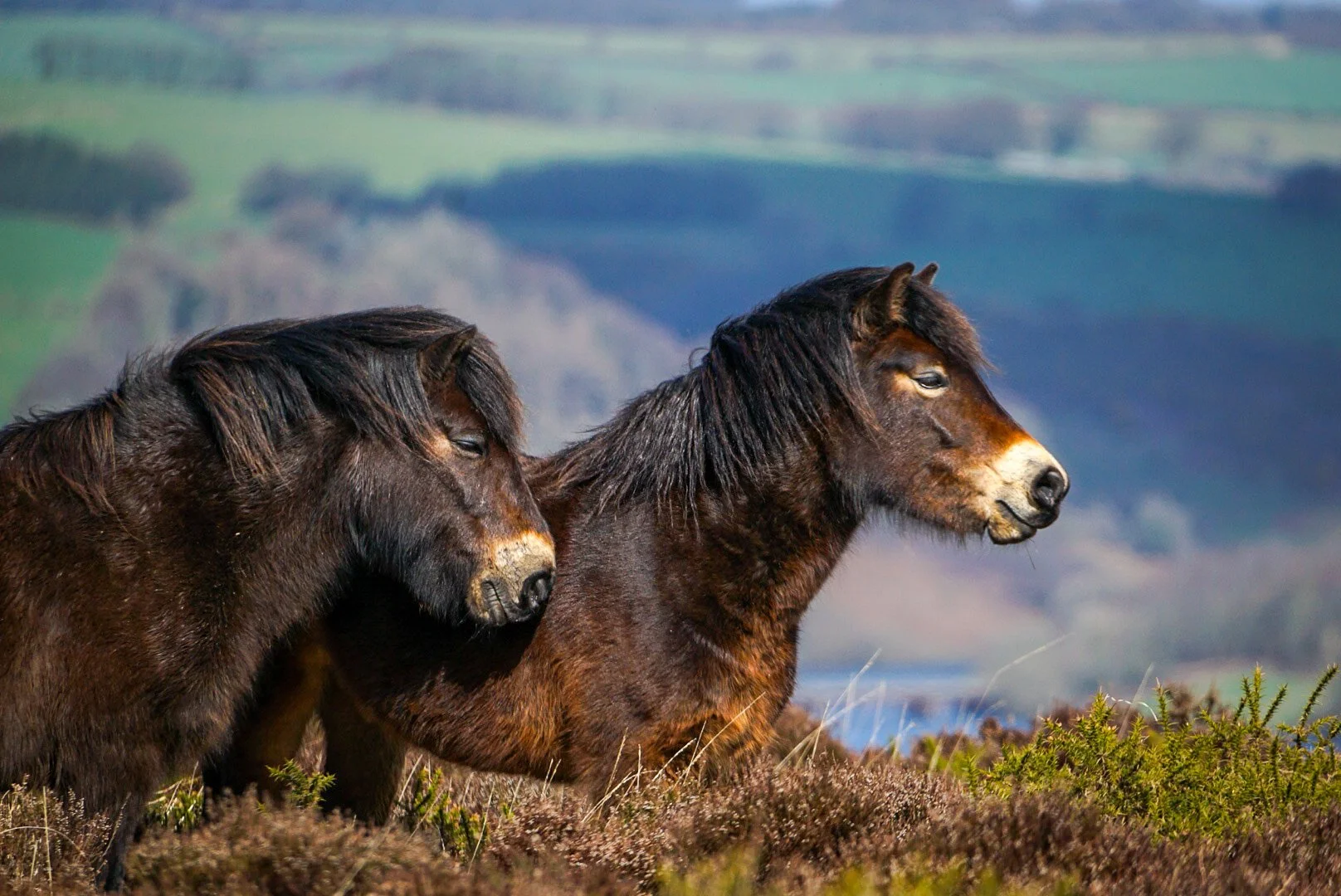 Exmoor Ponies.jpg